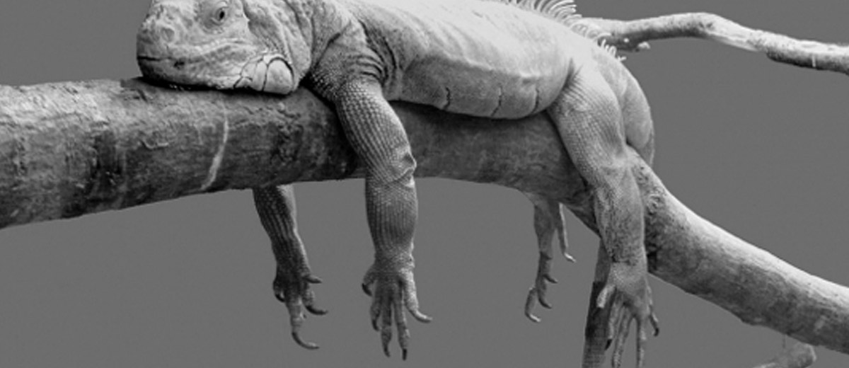 2014 est mort, vive 2015