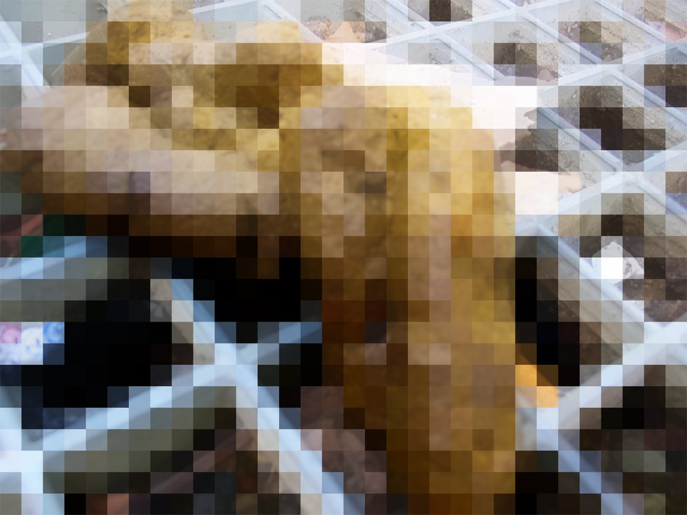 Pixel de chien ou de clochard ?