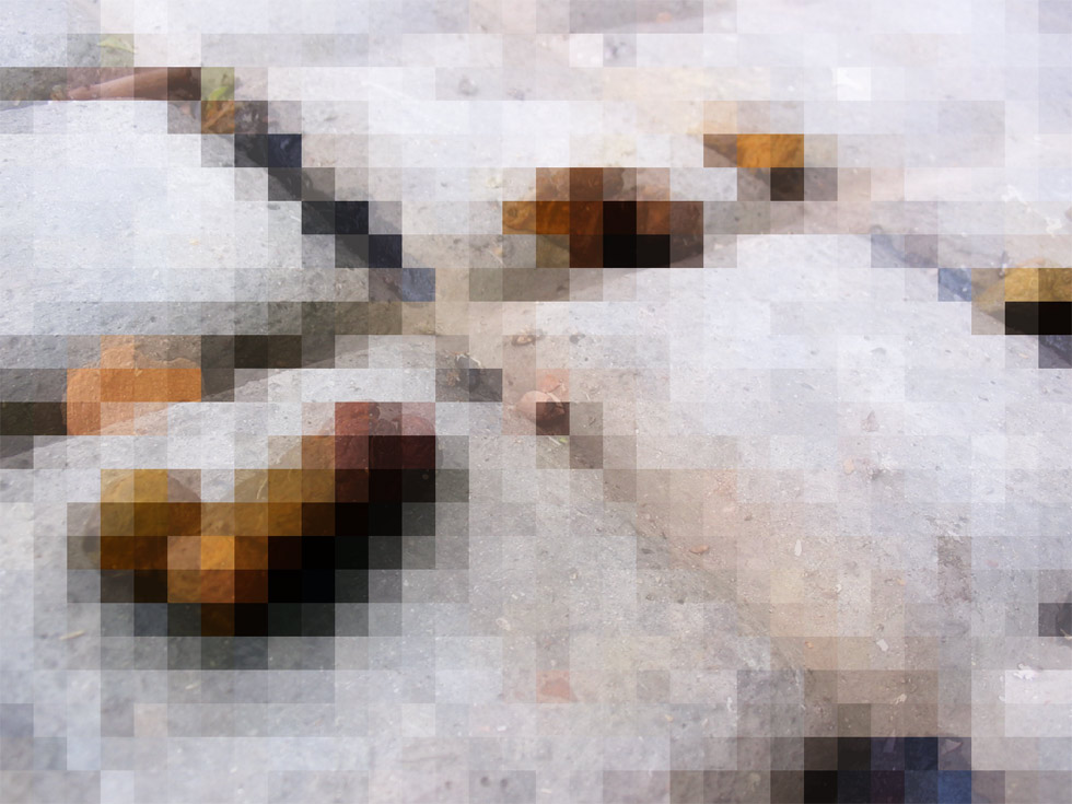 Pixel de chien tout sec