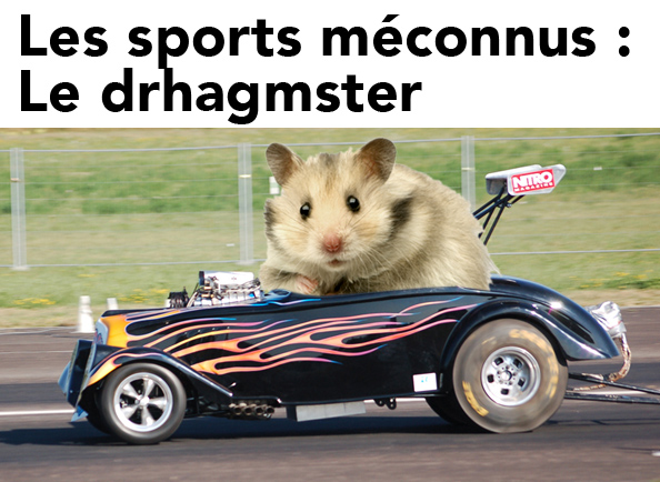 Le drhamster